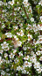 Preview: Kriechmispel Coral Beauty weiße Blüte